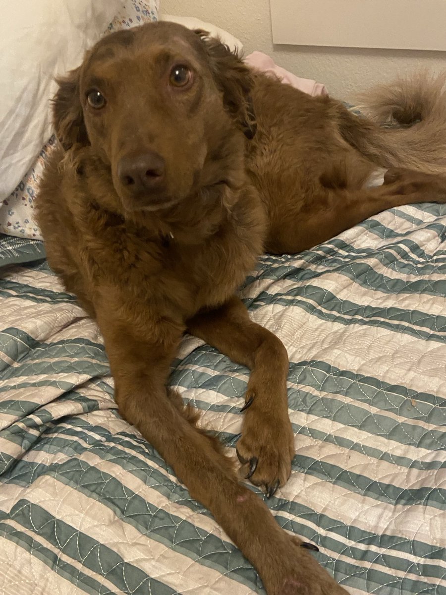 My dear Albert. I found him as a puppy 6 years ago today.