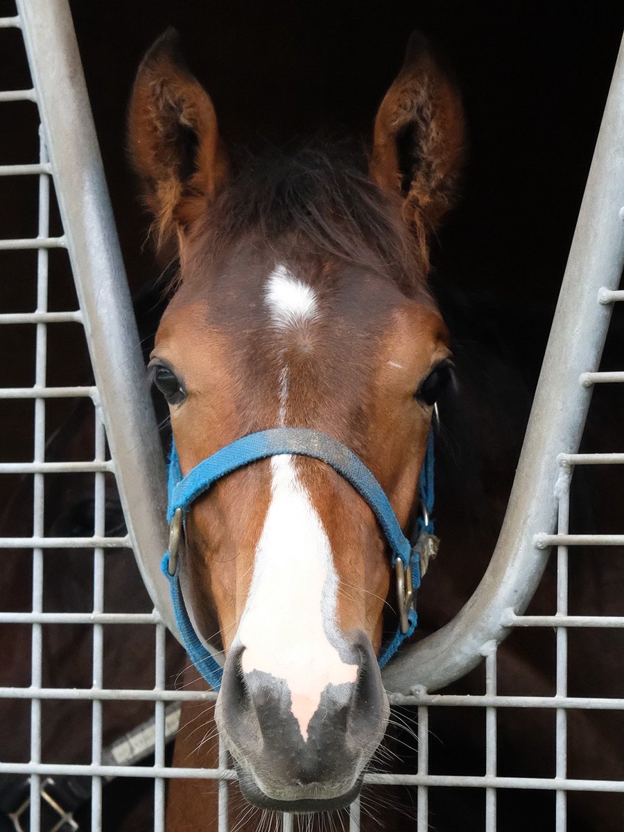 イクイノックスの初年度産駒、牡馬になります。順調に成長中。