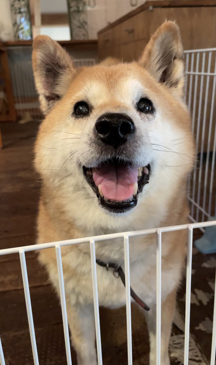 本日11/1(土)のショップ営業時間ですが12:30からになります。
急な告知で申し訳ありませんがよろしくお願いします！