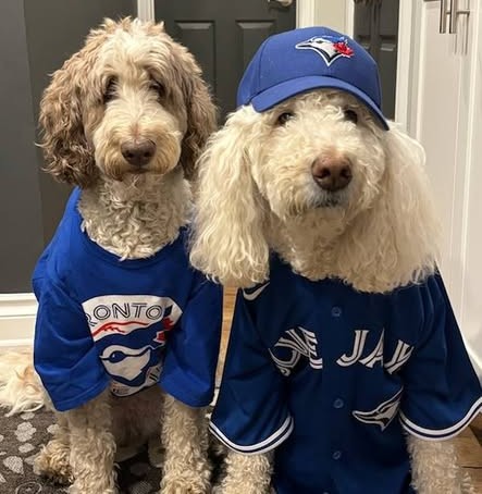We just realized that when you hit the "like" button, a 🎃 appears.
Give it a try!!!
We #WANTITALL 
#BlueJays 
#YouGotThis