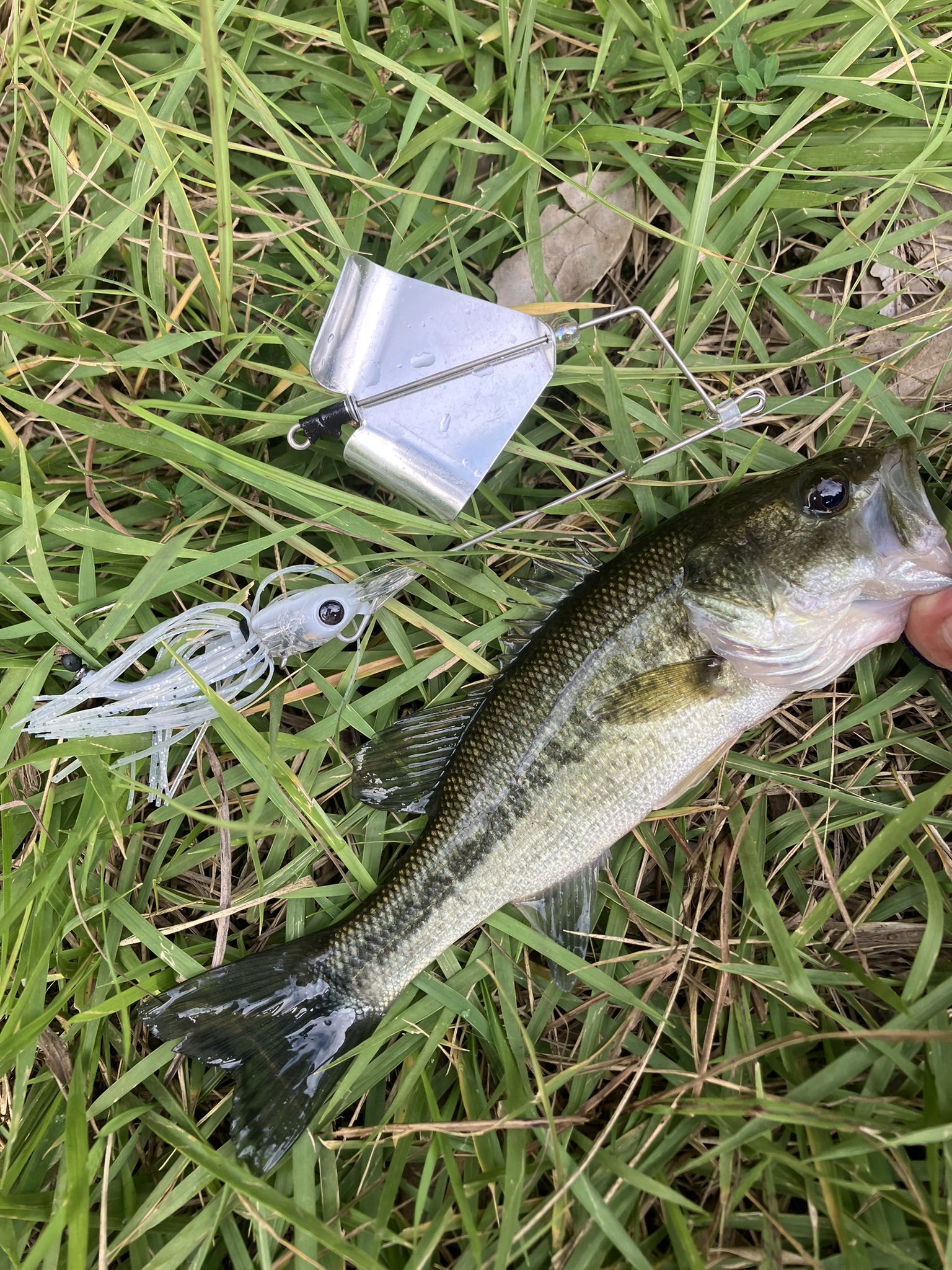 バス釣り - Search / X