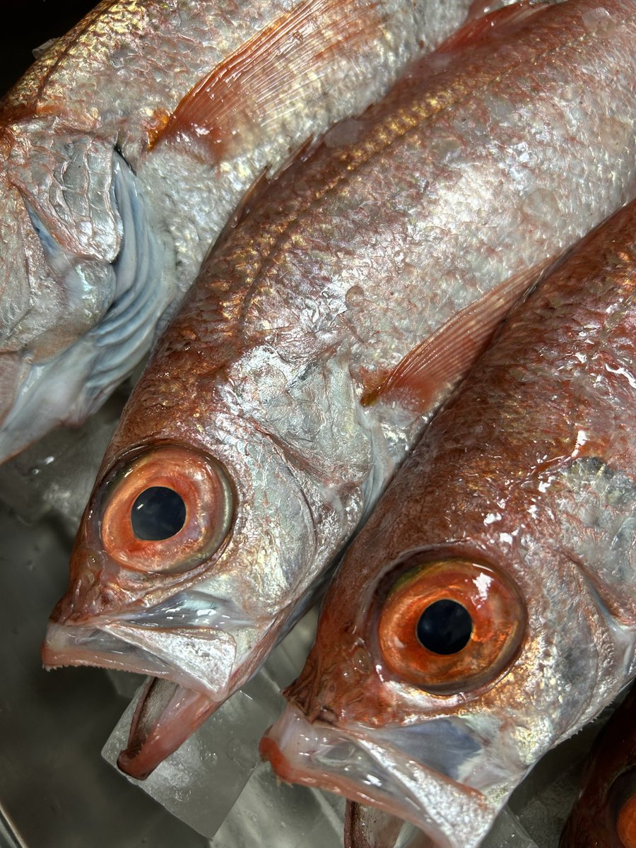 うおとら様　確認用 うおとら様 確認用 魚寅