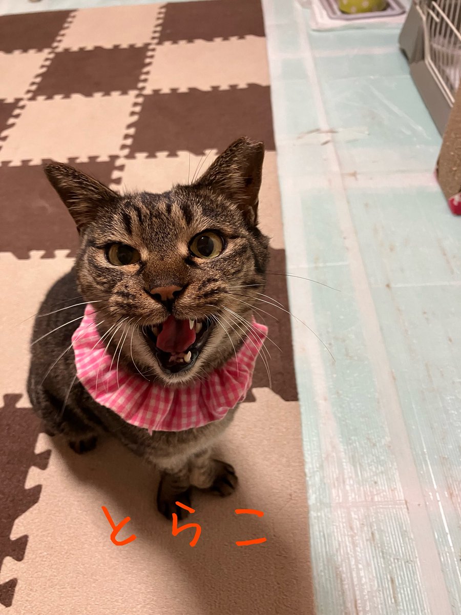 非営利型 一般社団法人 ねこたまご on X