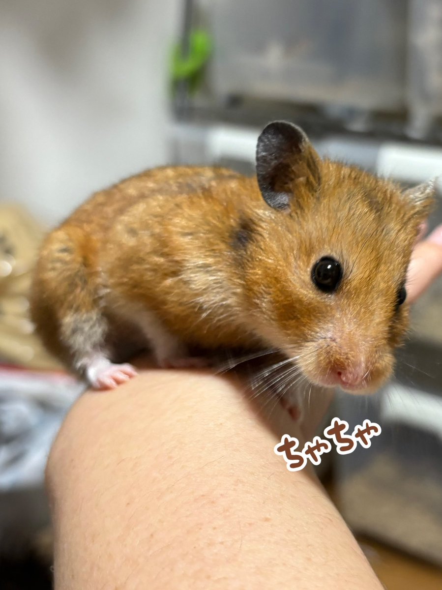 ハムスターの家族 ハムスターファミリー | シルバニアファミリー