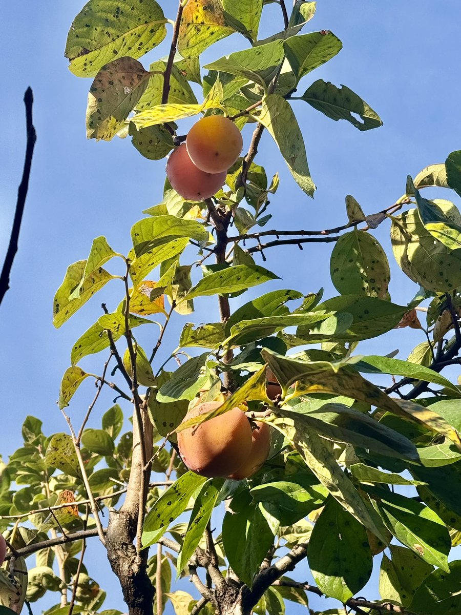 11月1日☀️
おはようございます😃
秋晴れの朝が☀️
今は曇り空です。
今年も余す所2ヶ月
健康に留意して、
元気に過ごしましょう❣️