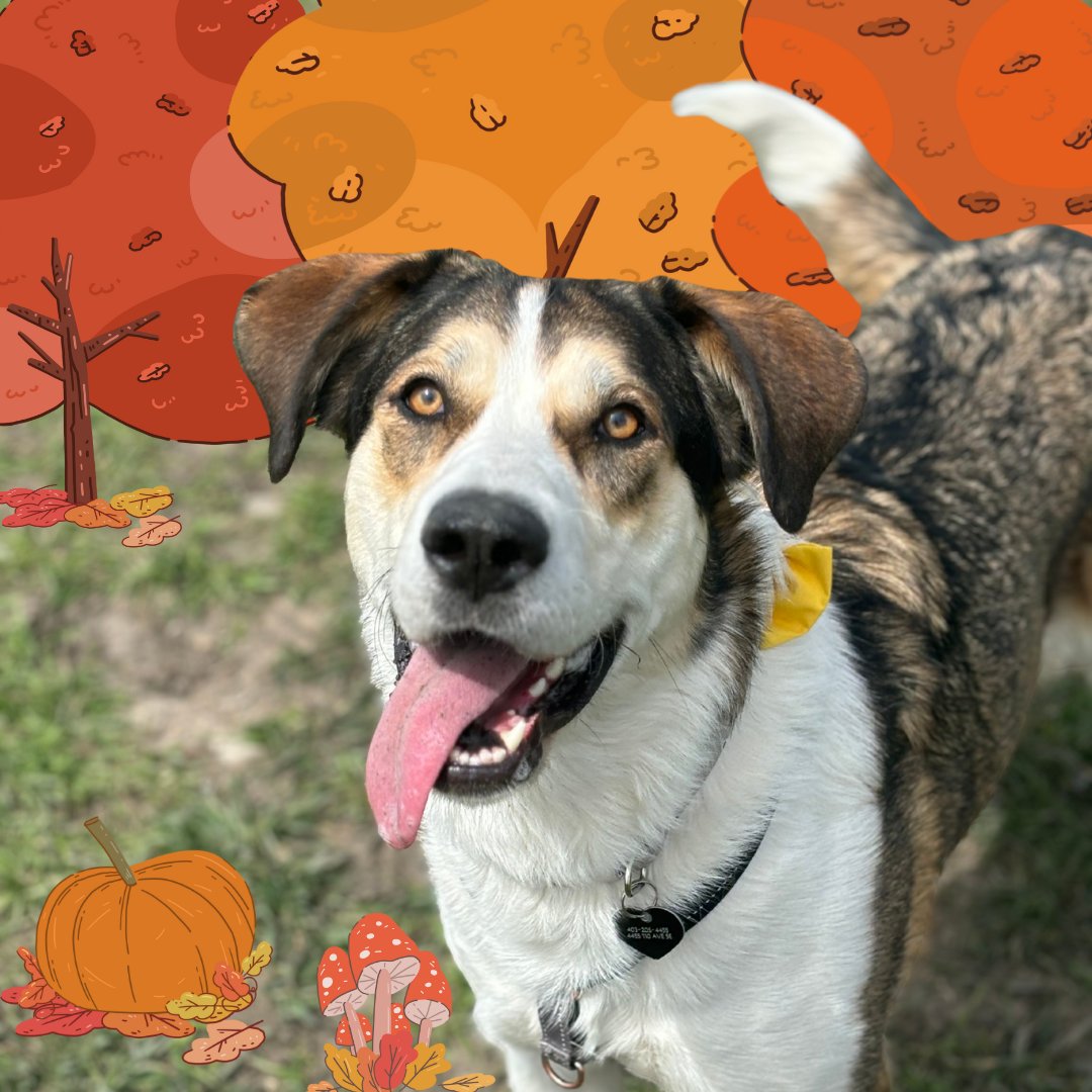 CalgaryHumane's tweet photo. Today is the last day to purchase Fall JackPAWT tickets! The PAWT is over $87,000 and still growing! Help us reach our $125,000 goal!

🎟️ Play the JackPAWT 50/50: help animals like Jasper &amp; get your chance to win!
 https://t.co/mc2JVBkg2q

#JackPAWT #YYC https://t.co/g929c9EZGx