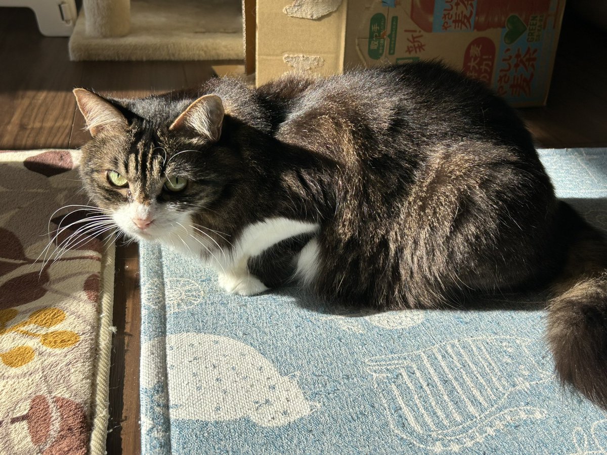 さきち 幸吉-さちきち-🍙 (@sachi_kichi) / Posts / X