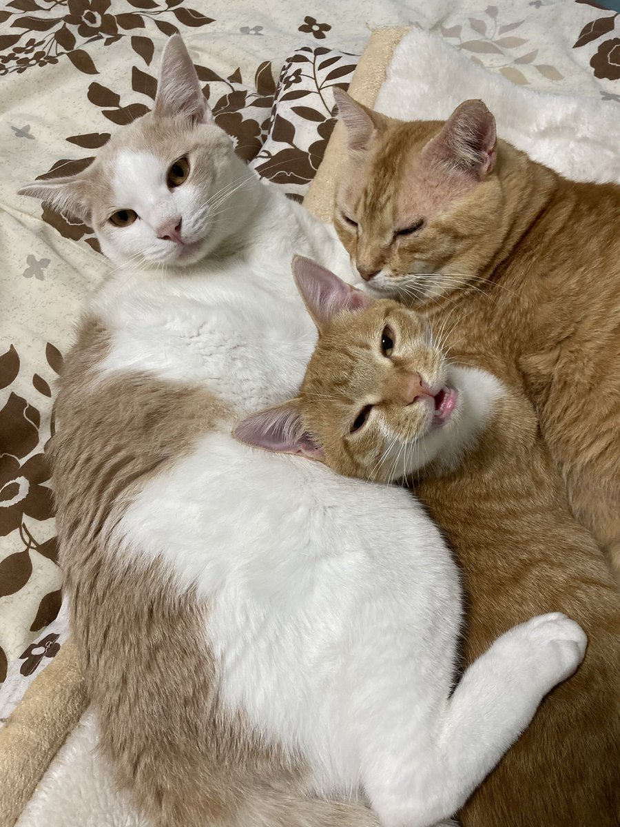 黒兎 (@kuroto_mhko) / Posts / X