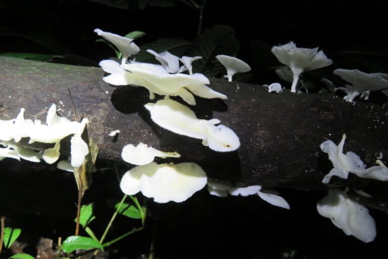MongabayLatam's tweet photo. 🙌🏼 En el nororiente ecuatoriano, la comunidad indígena Los Vegas se fortalece con su sabiduría ancestral y la biodiversidad del bosque. Han identificado 150 especies esenciales para su vida. Esta es la historia. https://t.co/FwB3f53iXT https://t.co/oJ9tCKBdok
