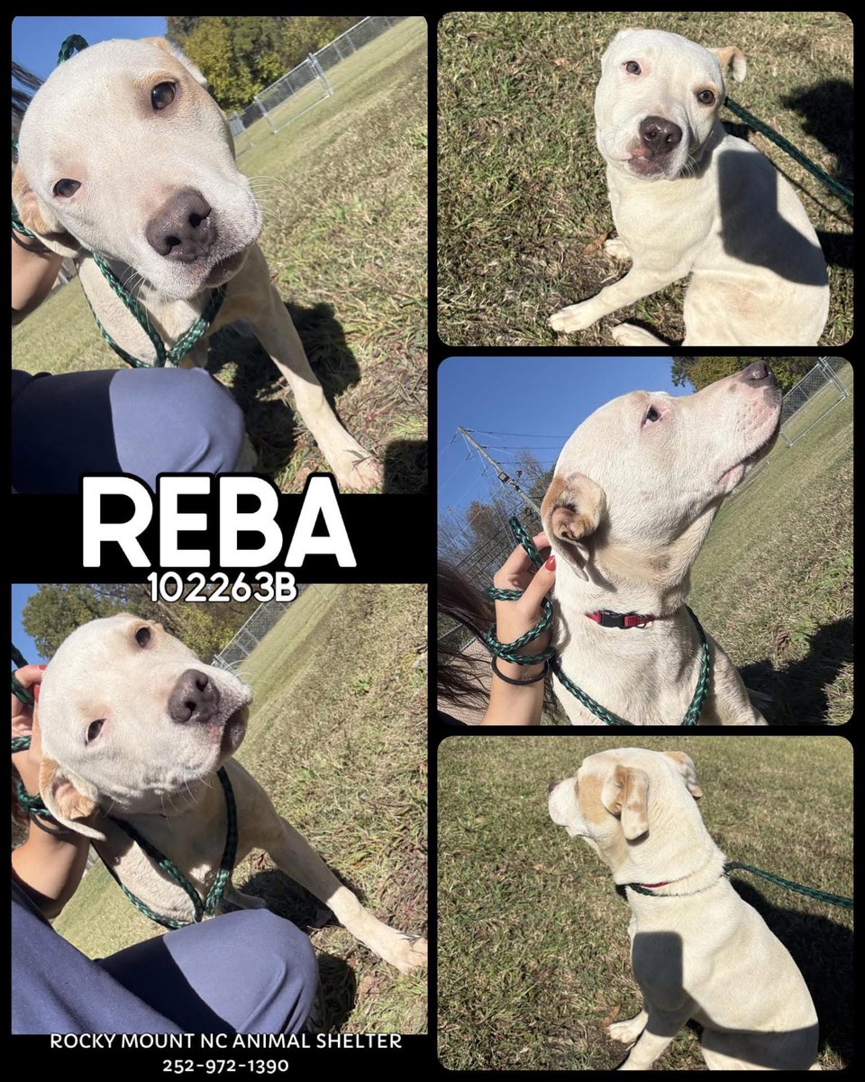 Dubs4Mutts's tweet image. 🐶 REBA 🌼 #102263B is looking for a loving home in #RockyMount #NC &amp;lt;1yo 42lbs snowy beautiful girl! Gentle, smart &amp;amp; quiet 😇 Poor Reba was surrendered to a k‼️ll shelter… 😔 She’s 👍🏼 w/other 🐕s &amp;amp; hoping for a true forever family ASAP #AdoptMe 🙏🏽🏡♥️ Can you foster? 📧…