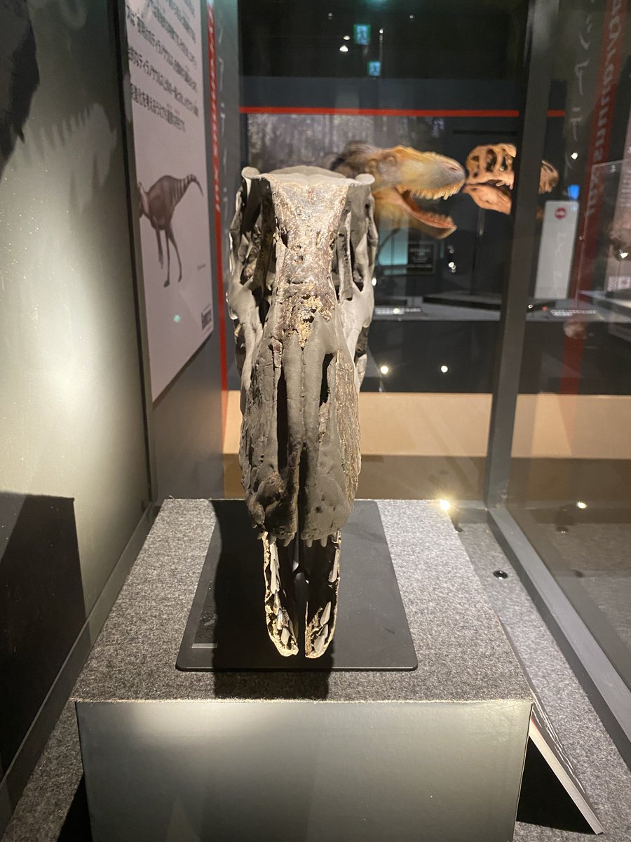 uoichiba1027's tweet image. #FossilFriday
初期のティラノサウルス類の多くはアジアで見つかりますが、一部はその他の地域でも見つかります。

イギリスで見つかったエオティラヌスもその一種です。

写真は2021年に制作された、世界で初めての立体的な復元頭骨です。