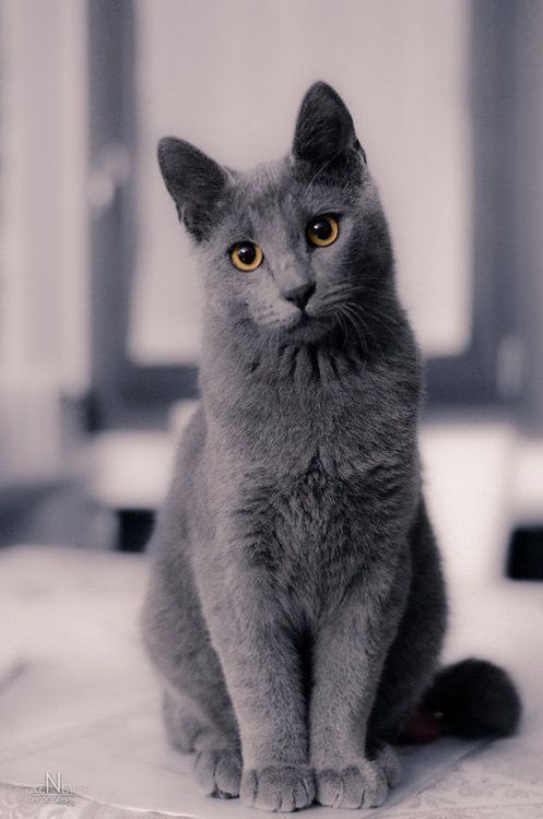 dailly__kittens's tweet photo. Elegant as a painting, loyal as a shadow — the Chartreux is both mystery and comfort wrapped in blue fur. 🎨🐈‍⬛
#ChartreuxLove #CatAesthetic #FelineMagic https://t.co/ltouYadPhW