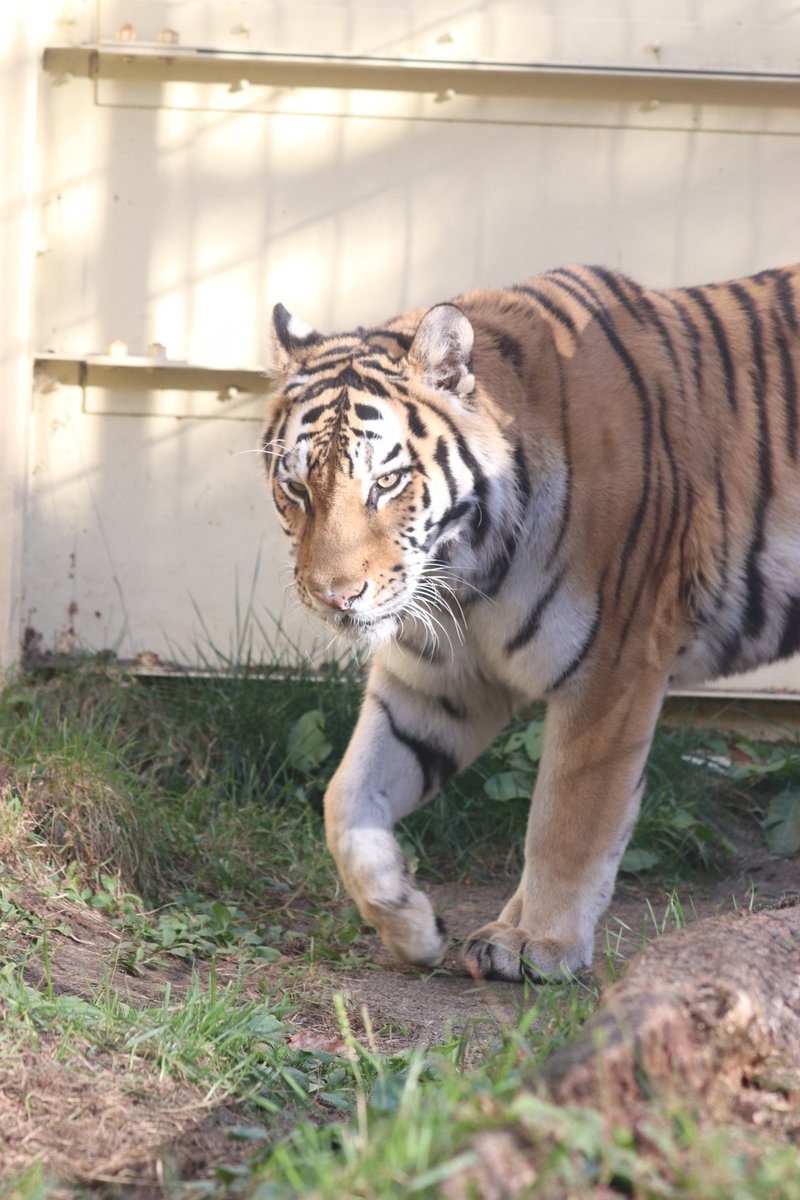 くま出品 2019~ZX-6R（2BL-ZX636G） POWERBOX K's-STYLE| SP忠男オリジナルマフラー