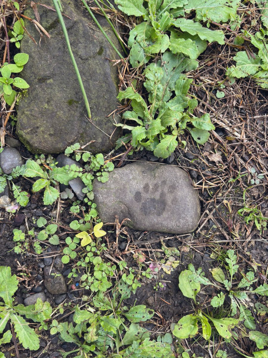 こゆページ CH-406GY ペーパーバスケット ちどり産業 グレー色 1個 CH-406GY