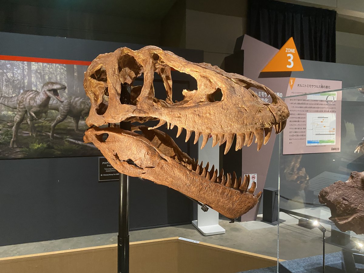 uoichiba1027's tweet image. #FossilFriday
今回の特別展で目玉展示の一つであるアジアティラヌス。

2024年に新種記載された種の、実物のホロタイプ、復元頭骨、頭部の生体復元模型が展示されています。

ティラノサウルスに比較的近縁な種とされています。