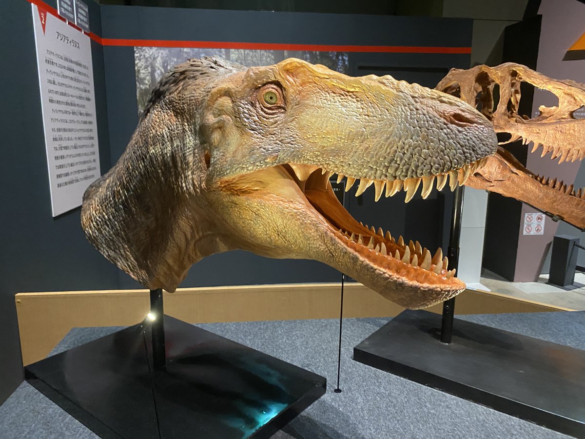 uoichiba1027's tweet image. #FossilFriday
今回の特別展で目玉展示の一つであるアジアティラヌス。

2024年に新種記載された種の、実物のホロタイプ、復元頭骨、頭部の生体復元模型が展示されています。

ティラノサウルスに比較的近縁な種とされています。