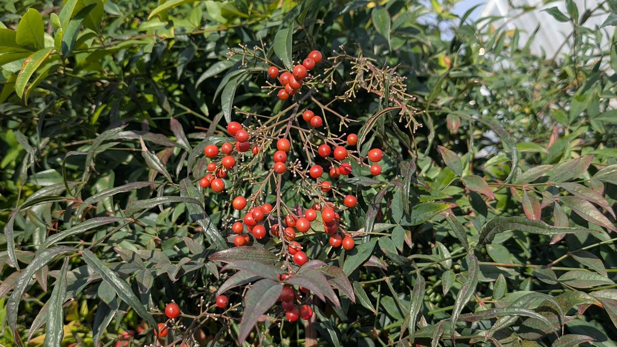沈丁花ページ② 楽天市場】ジンチョウゲ（沈丁花：信濃錦）1鉢 5号 プラスチック