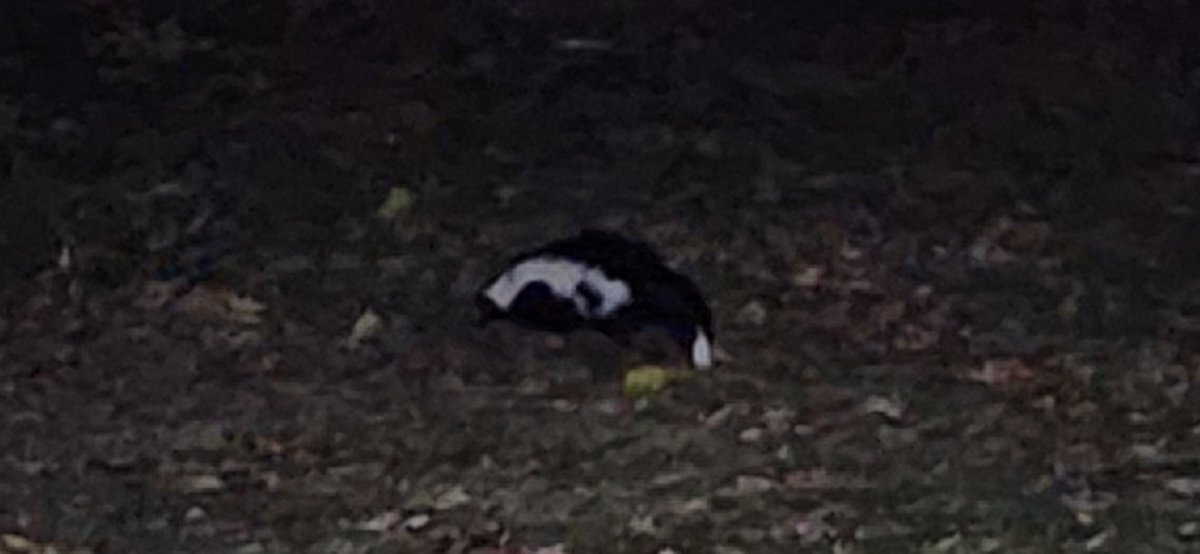 This dude been digging up my yard