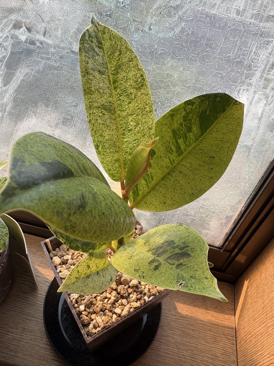 ピンコ（ンドイ） (@pk_hajimemasita) / Posts / X