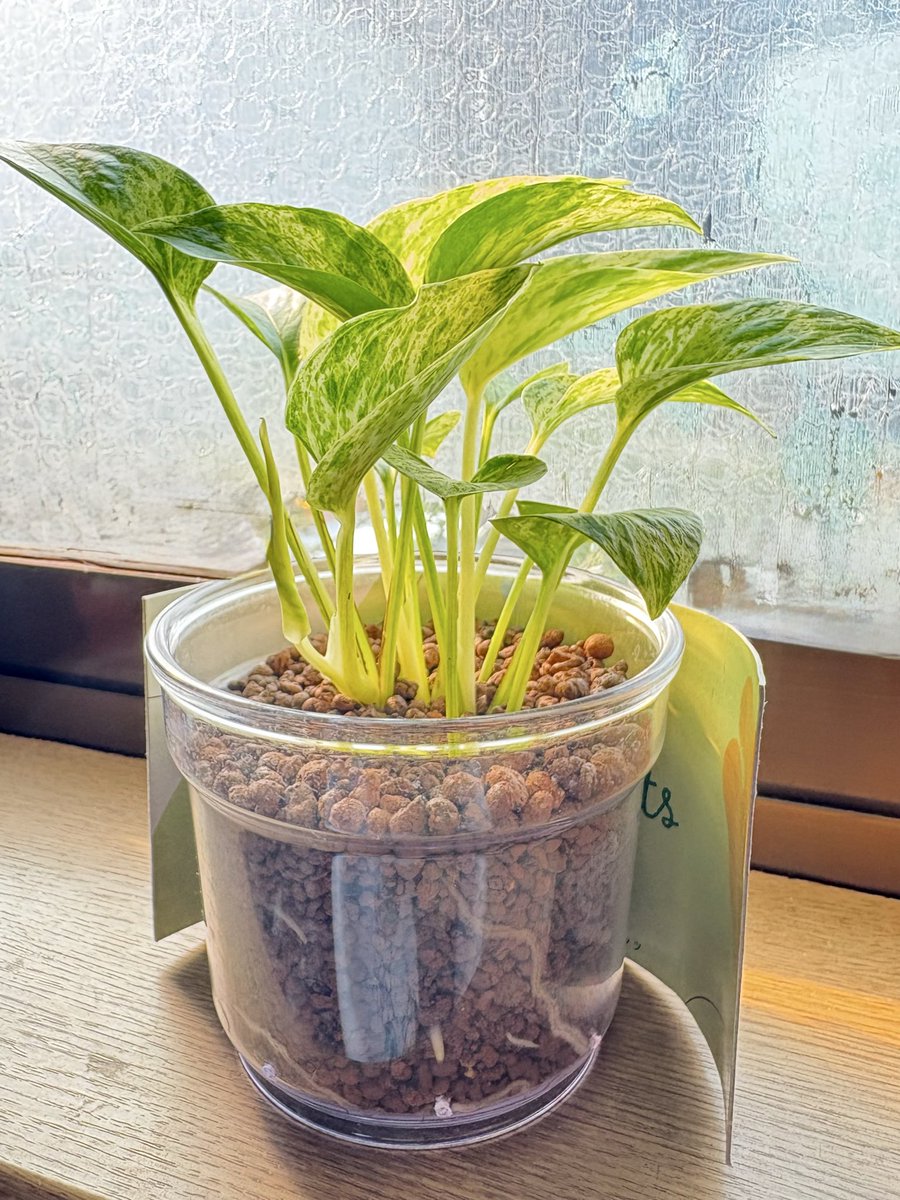 ピンコ（ンドイ） (@pk_hajimemasita) / Posts / X