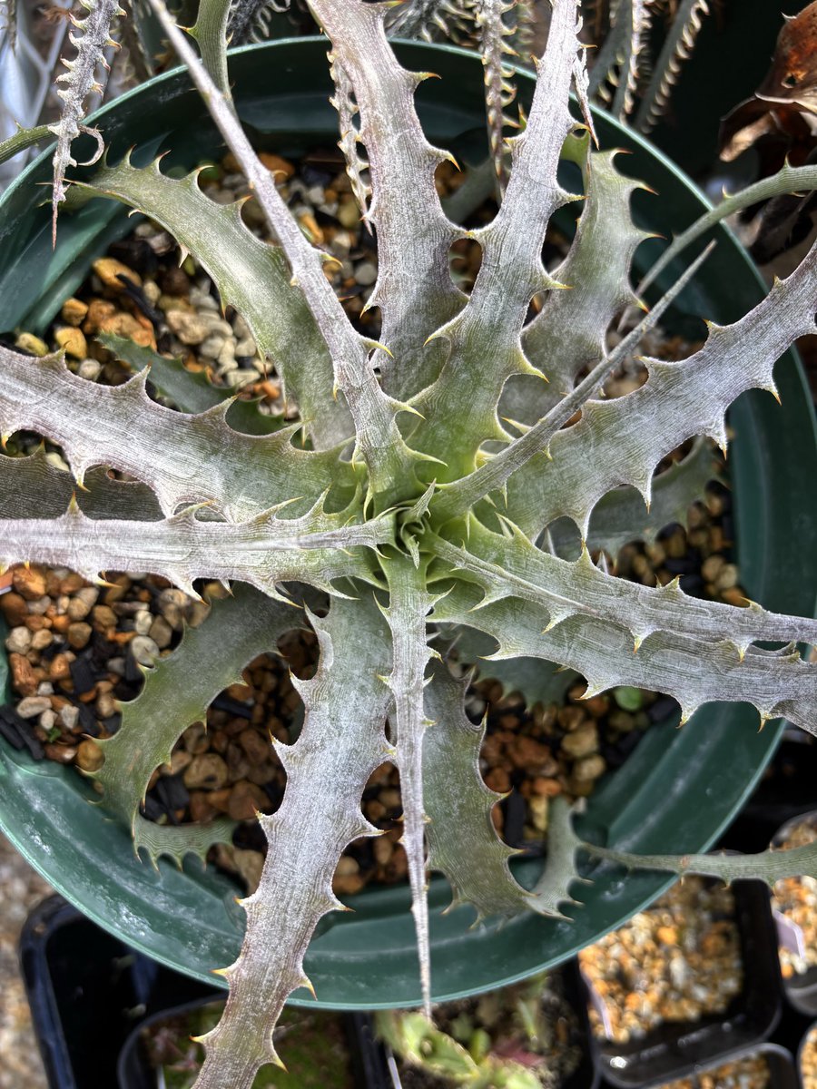 白くなってきたァ