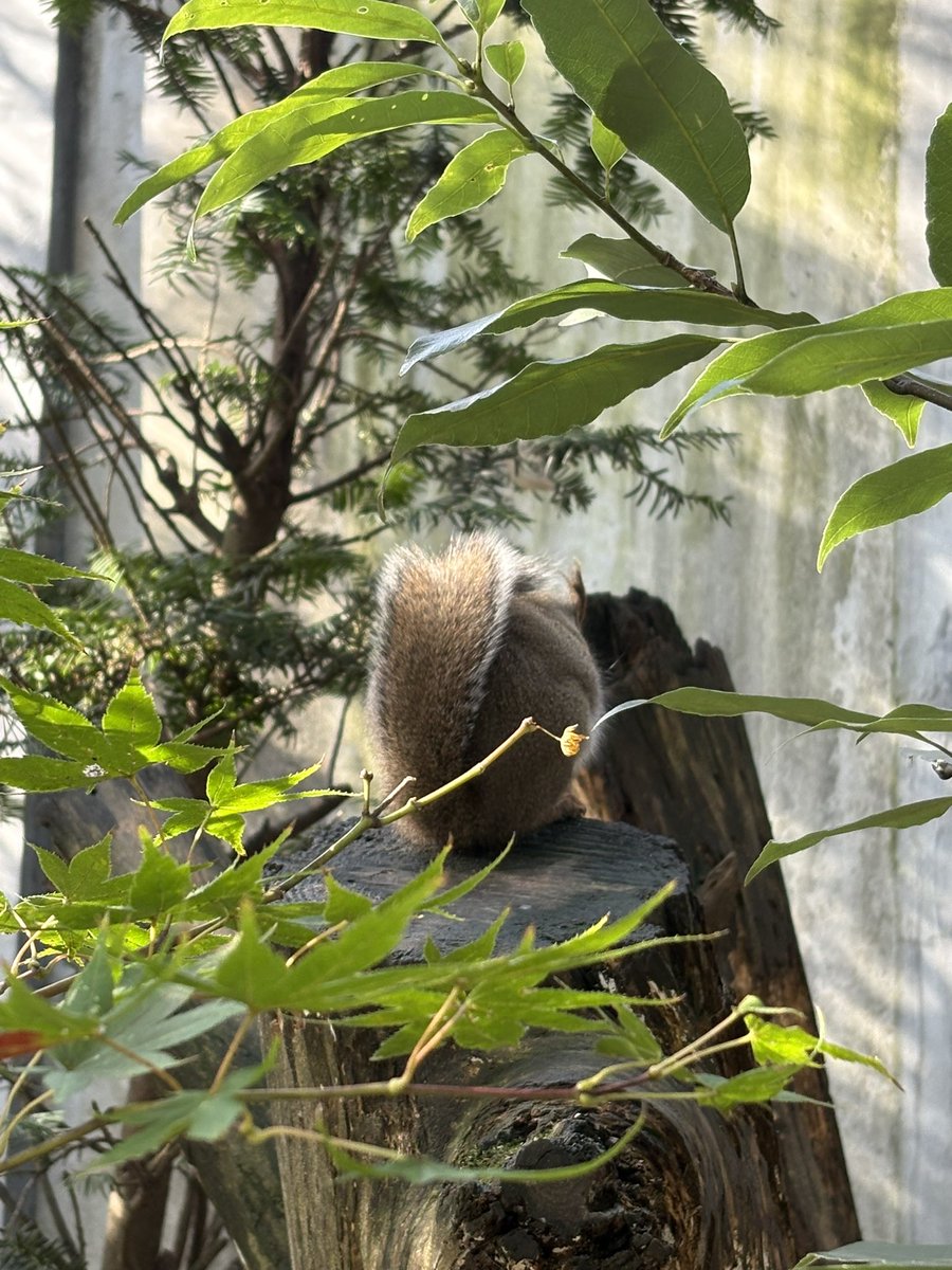 COOOページ Children's Ace sneaker in blue and grey GG Supreme | GUCCI® US