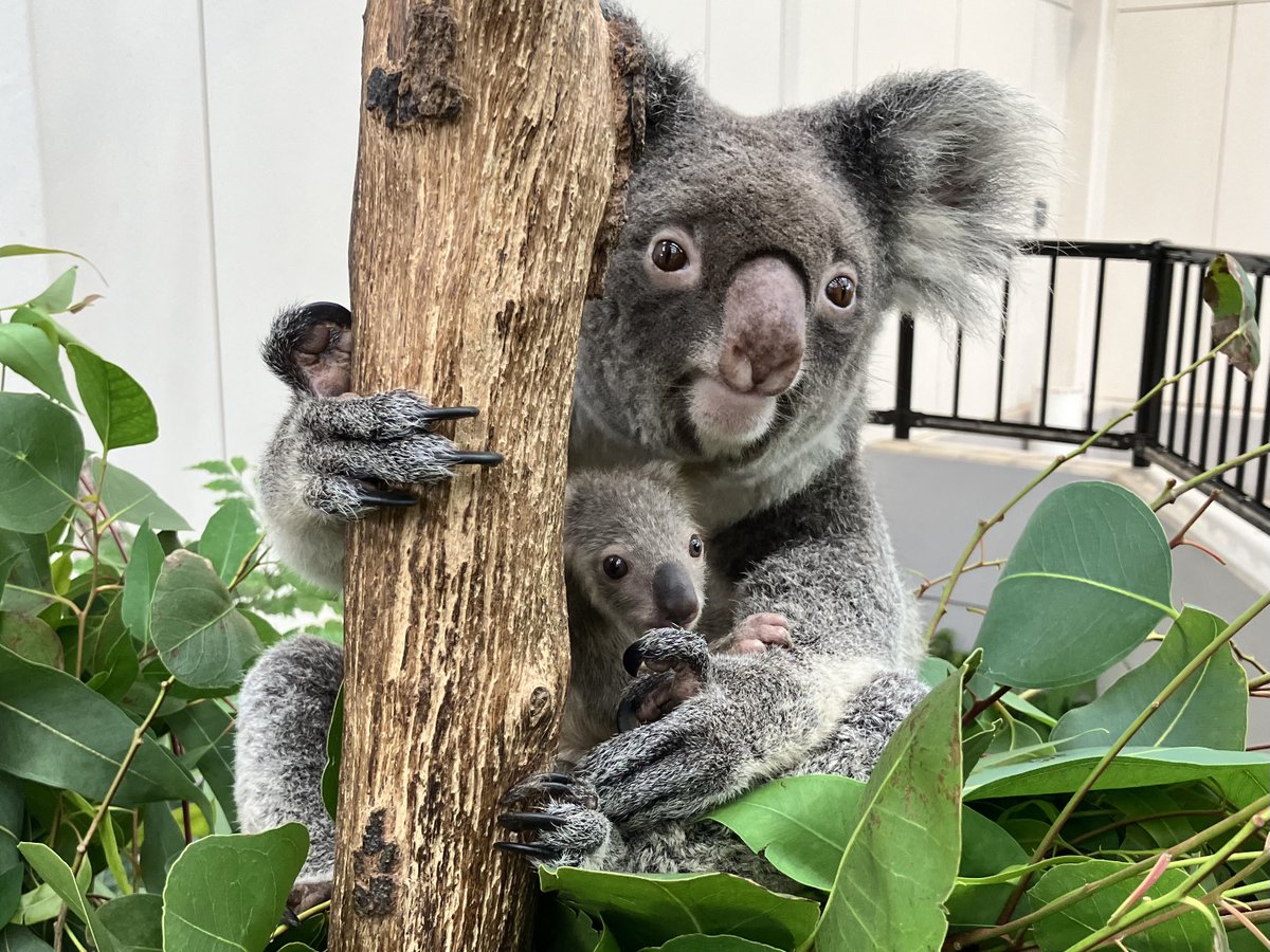 koala…