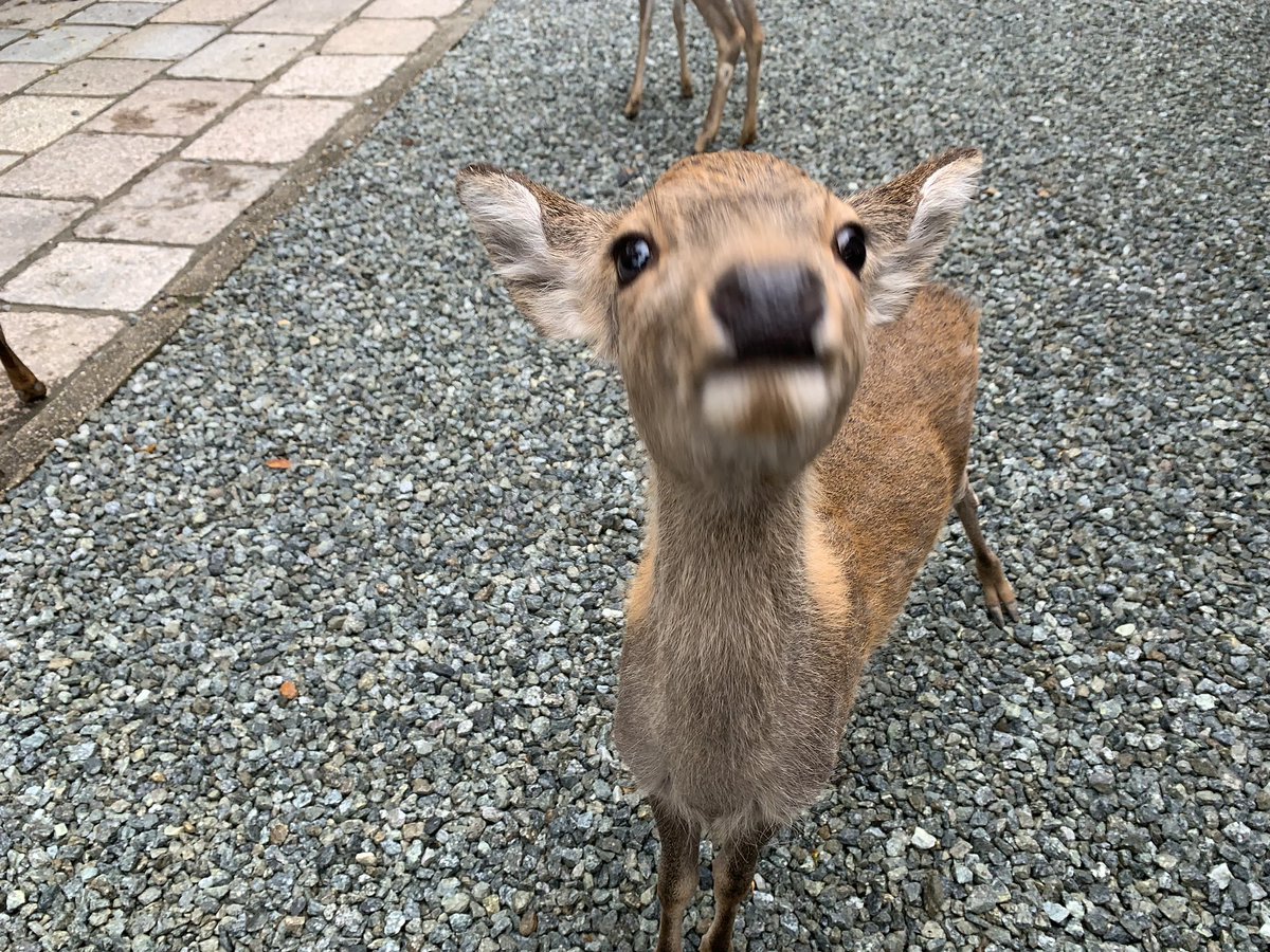 A deer / 鹿 Sika Deer | TheHunter: Call of the Wild Wiki | Fandom