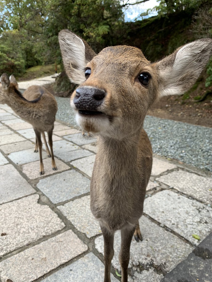 おっつりん on X