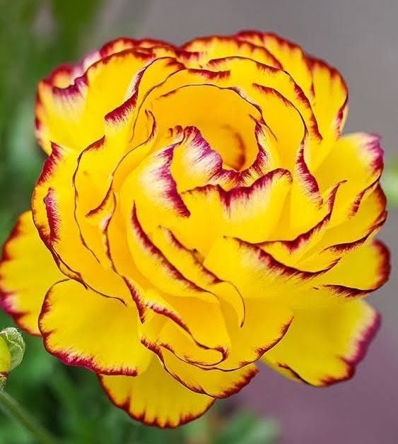 <a href="/niwaigri/">すみれ　ゆっくりマイペース</a> おはようございます☀
すみれさん💞
今月も宜しくお願いしますね(⁠◕⁠દ⁠◕⁠)