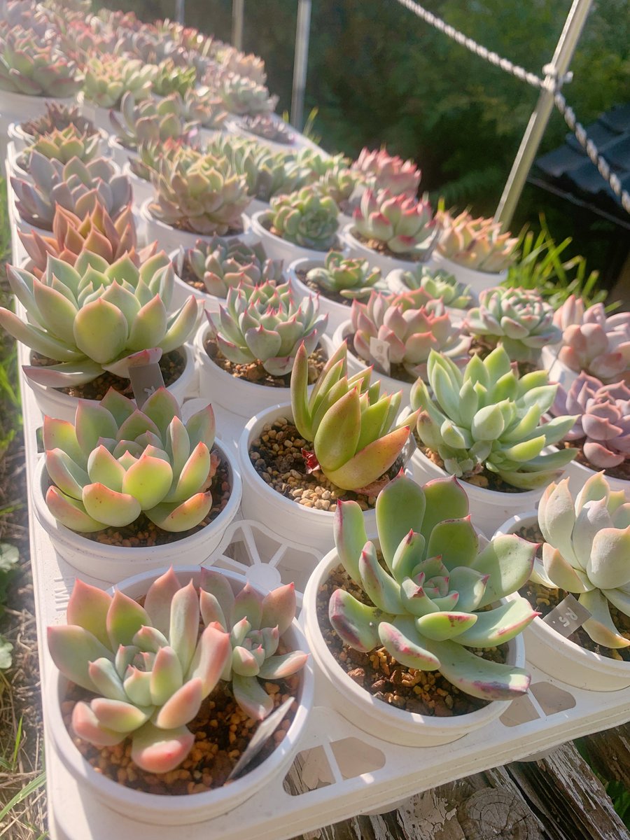 抜き苗✨レア♥️蜜桃プリン✕Prodidity✨ 抜き苗✨レア♥️蜜桃プリン✕Prodidity✨ 抜き苗✨レア♥️