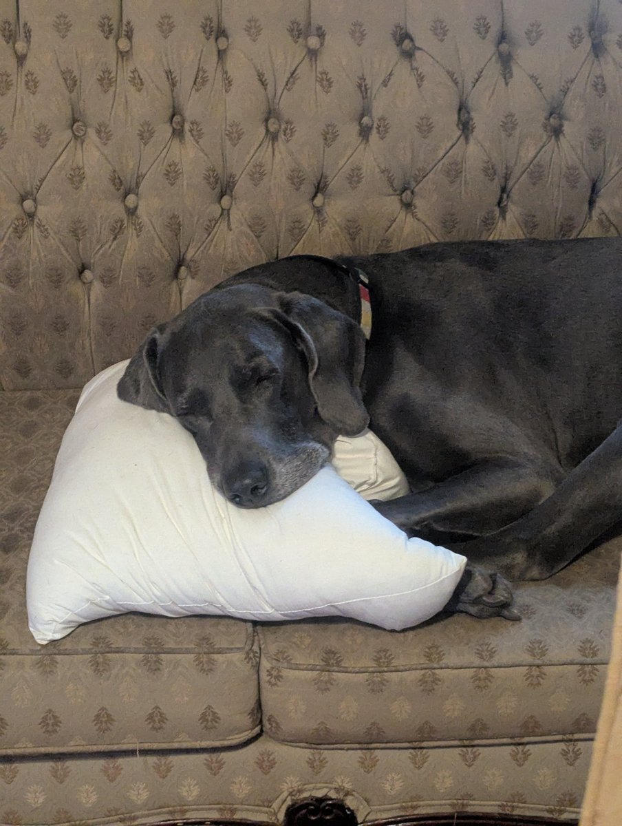 zuma0305's tweet photo. It's a dog's life. Happy Halloween everyone and Go Jays. βΎπβοΈβ€οΈπ¨π¦ #Kooper https://t.co/RFaDZa4om8