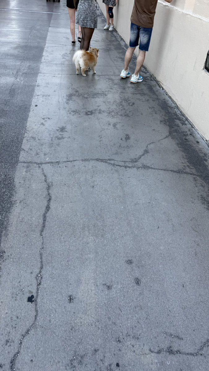 DogsofVegas's tweet image. #DogsofVegas