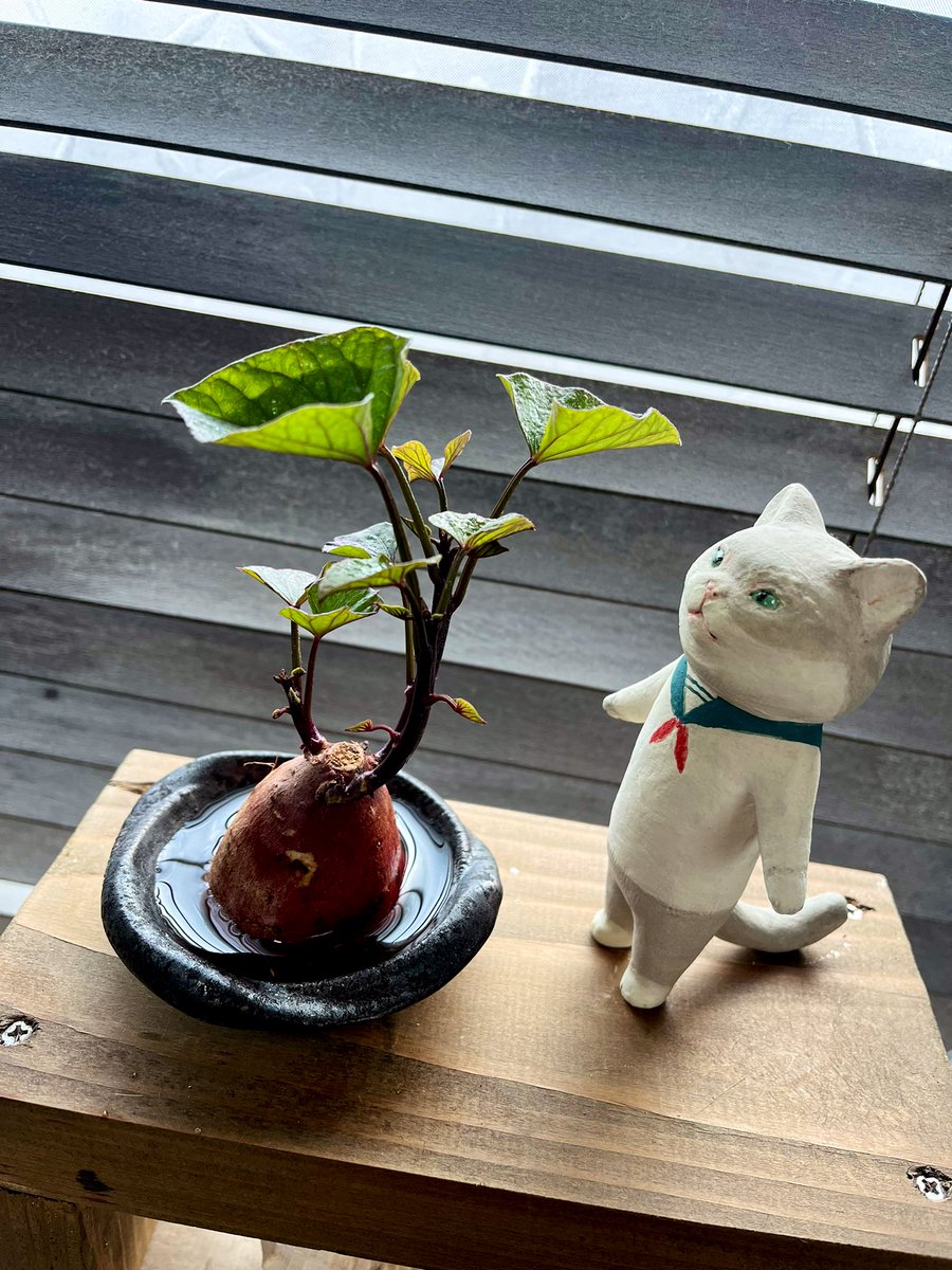 Lucky0611g's tweet image. サツマイモの楽しみ方は人それぞれ 🌱🍠