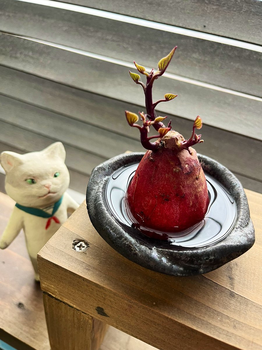 Lucky0611g's tweet image. サツマイモの楽しみ方は人それぞれ 🌱🍠