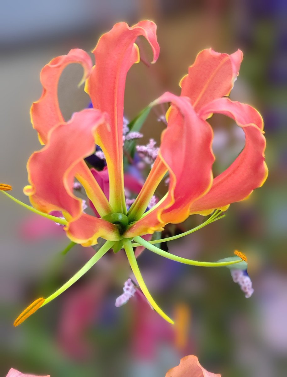 おはようございます👋😃
雨☔️の週末、少し暖かい朝🌅

穏やかな一日になりますように🍀

#グロリオサ