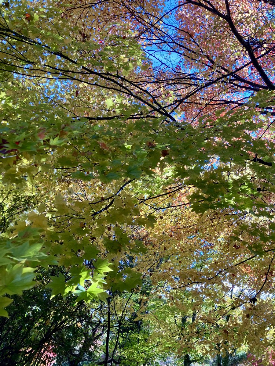 ospuy's tweet photo. 満開の紅葉🍁 https://t.co/wd24NQfqc7