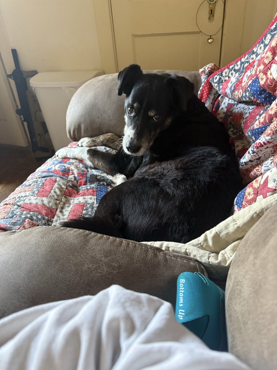 thomas_garrard's tweet photo. Java dressed up as my best friend. Nailed it. https://t.co/osHseSQ0Vv