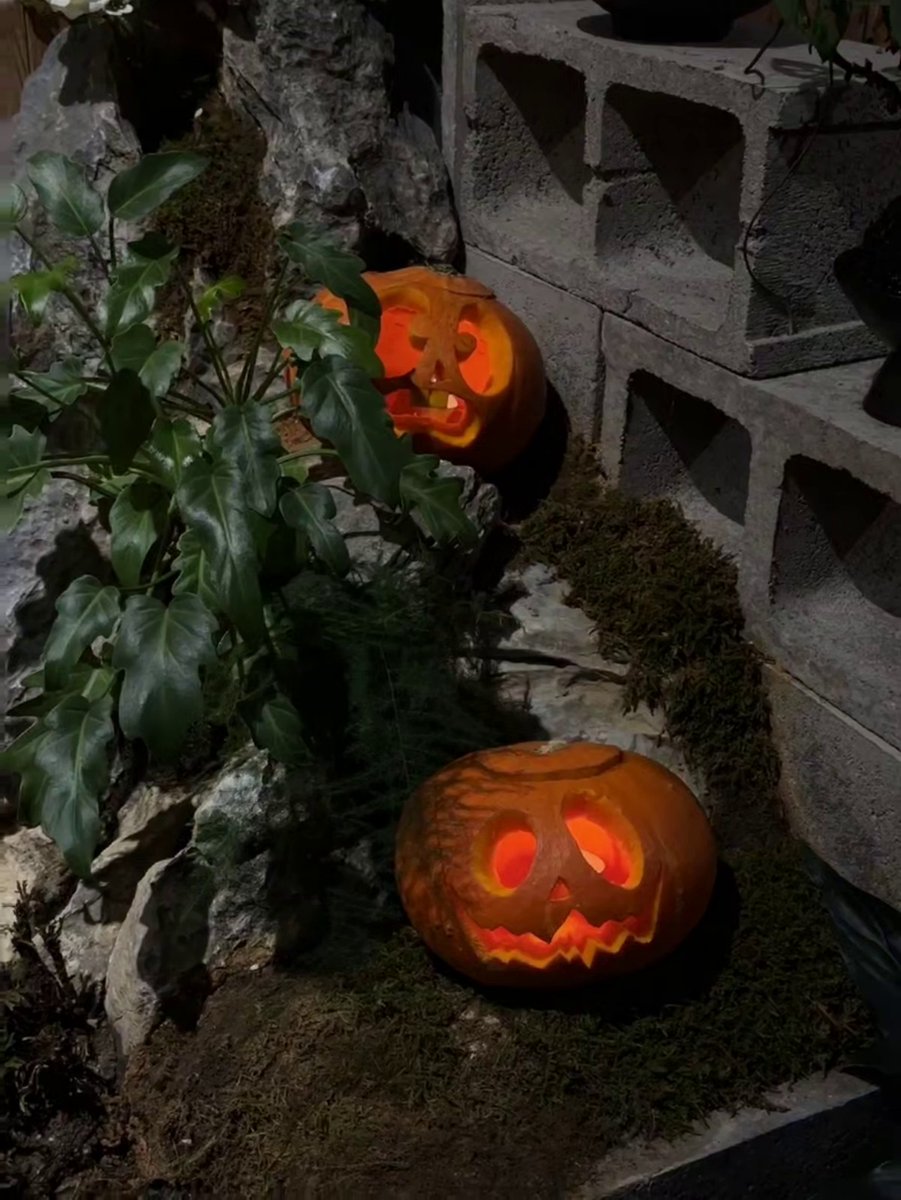 LucyLucylucylou's tweet image. This Halloween, let your jack-o’-lanterns do the talking! Set the mood with some creepy smiles or charming faces and let the light fill your home with Halloween spirit. 🎃🕯️
#JackOLanterns #HalloweenDecor #PumpkinVibes #SpookySeason