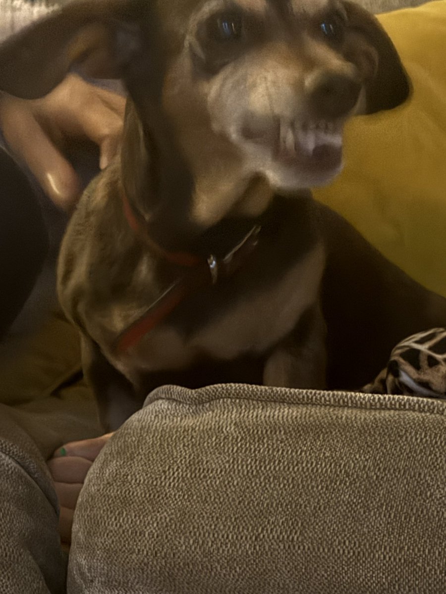 Dog ate some fizzers