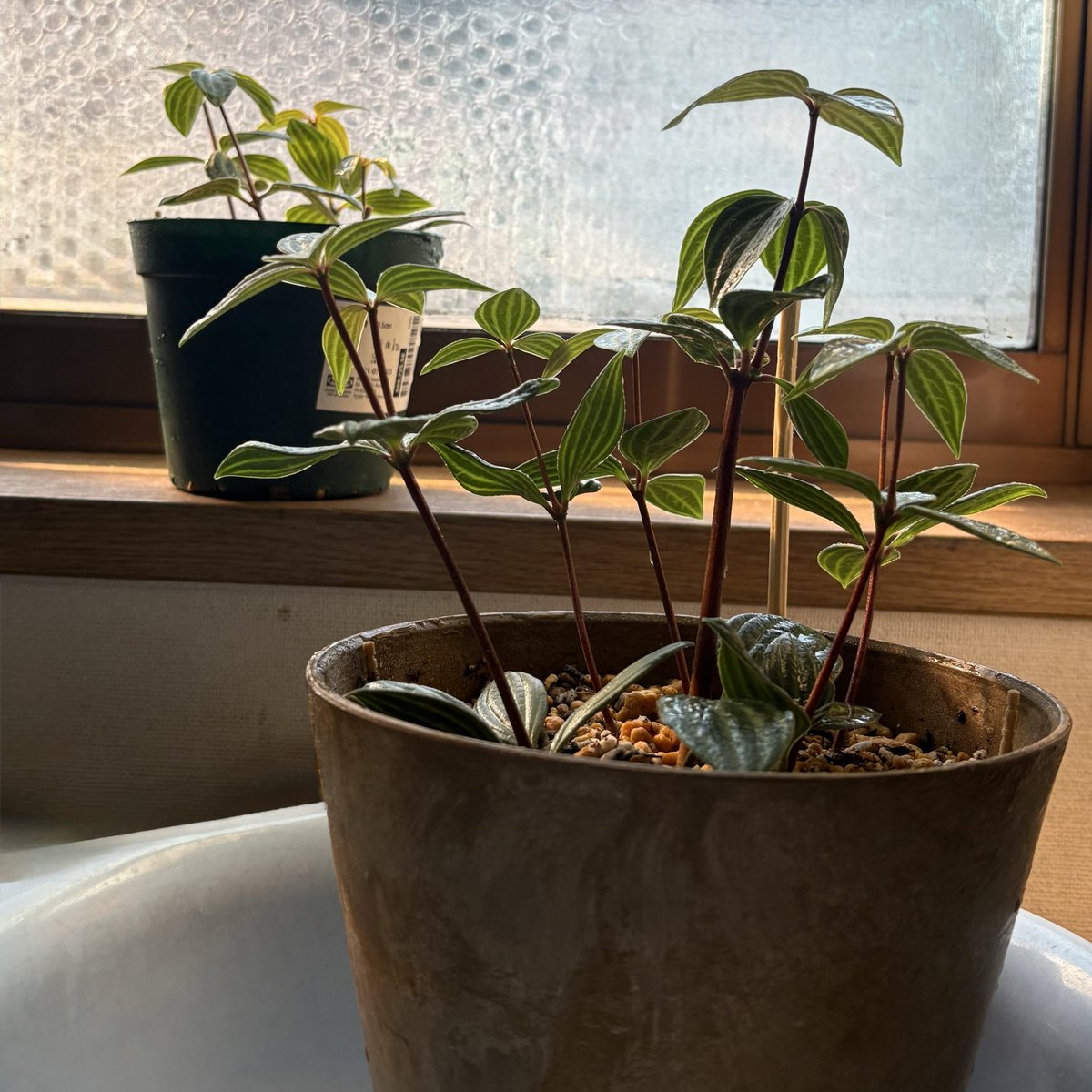 ★ピコ様♥️専用ページ★ PiCa Corp(ピカコーポレイション) アルミ合金 2連はしご