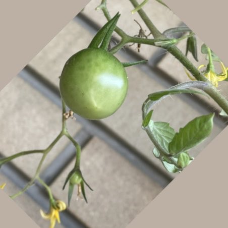 yasuosaeki's tweet photo. スーパーで買ってきたミニトマトの種を植えたら、季節外れですが実🍅をつけました。食べるのが勿体無いような😊 https://t.co/1ckkMgfrz1