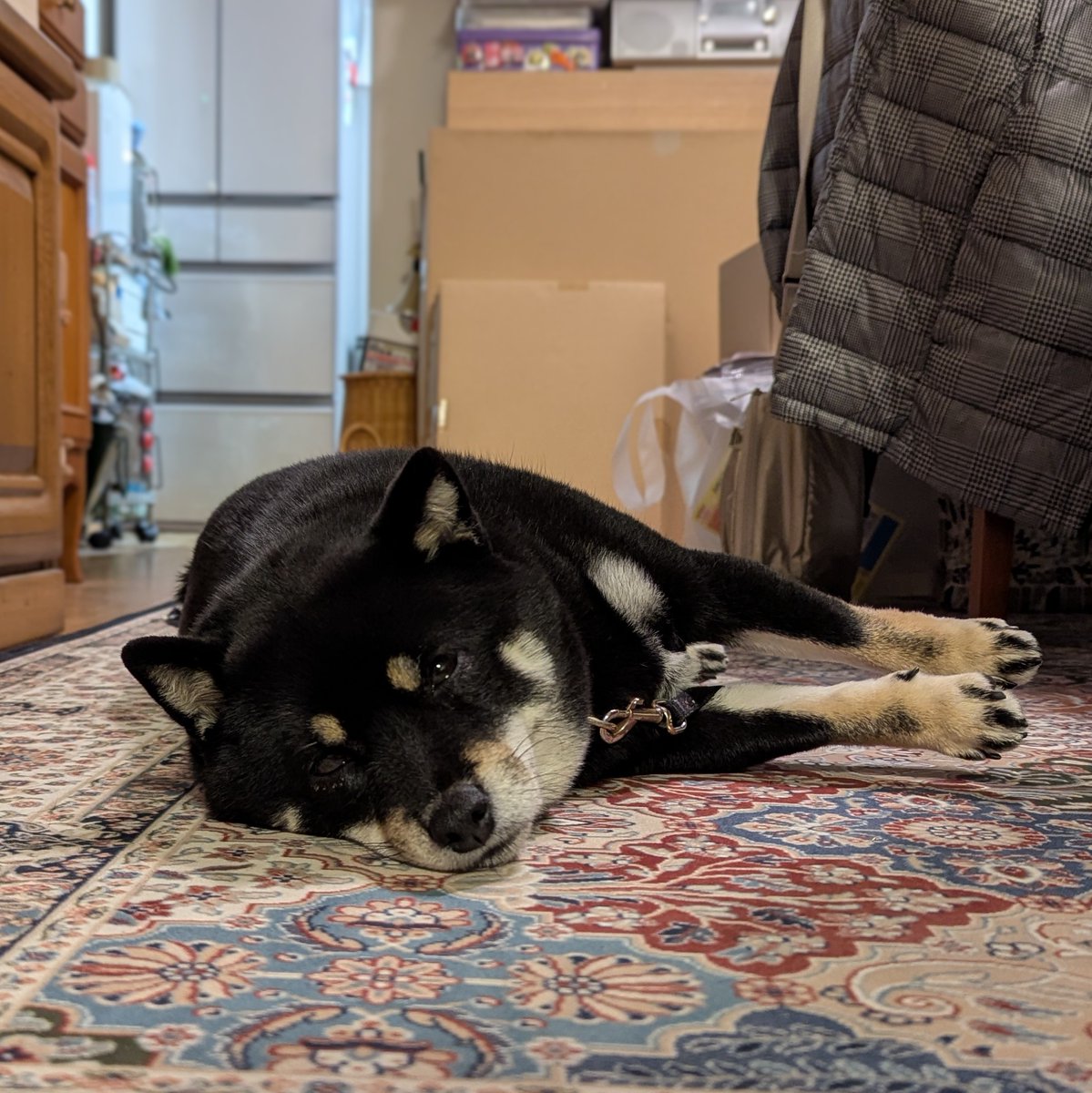 豆柴 734336 豆柴 - YouTube