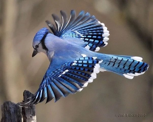 ブルージェイズのロゴの鳥はアオカケス（英名Blue jay）という鳥なのね