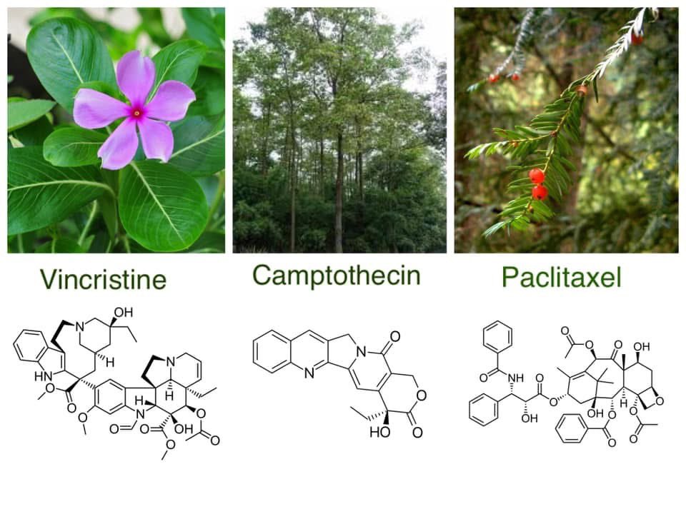drcheputeh's tweet photo. Kemoterapi ini semua kimia bahaya! Hanya mengayakan big farma!

Kemoterapi tidak natural. Bahan sintetik. 

Tahukah anda sebenarnya banyak agen kemoterapi hari ini ditemui dari pokok?

43% ubat kanser hari ini ditemui dari sumber semulajadi.￼ https://t.co/wv7ZQPQj9y