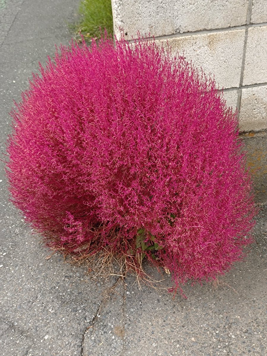 けあねこ(=^・^=) 猫父 on X