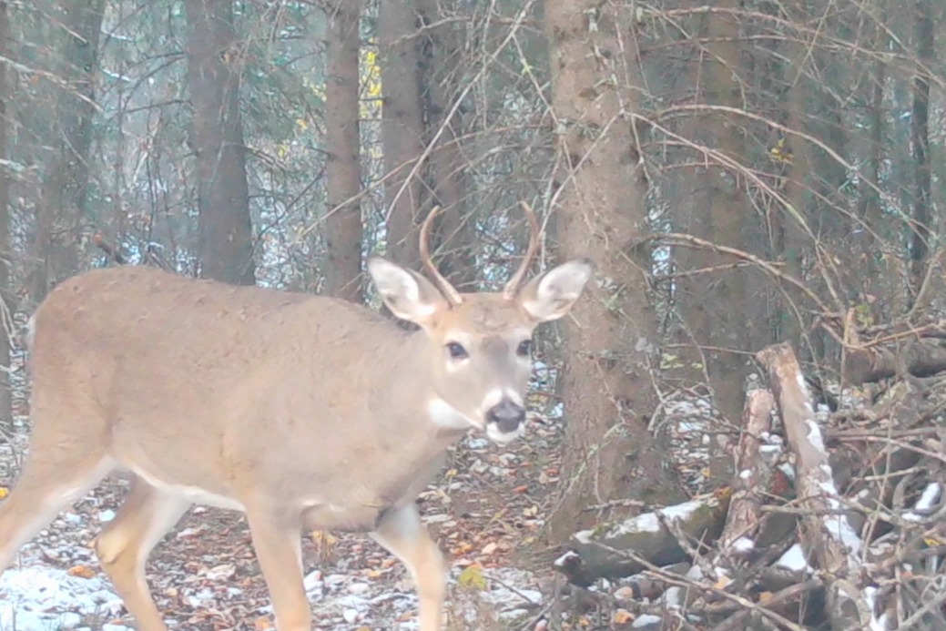 Dendritic_View's tweet image. I &quot;Heart&quot; you (or whatever it is the kids do)

#TrailCam
#WhiteTailedDeer