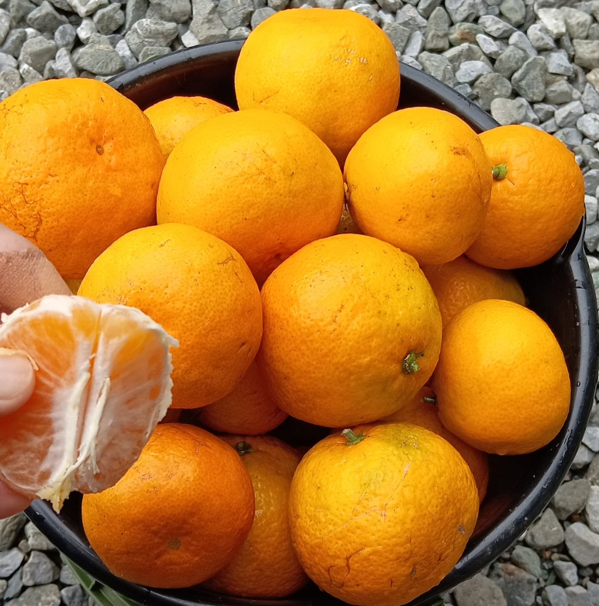 鯖みかんページ さゆり on X