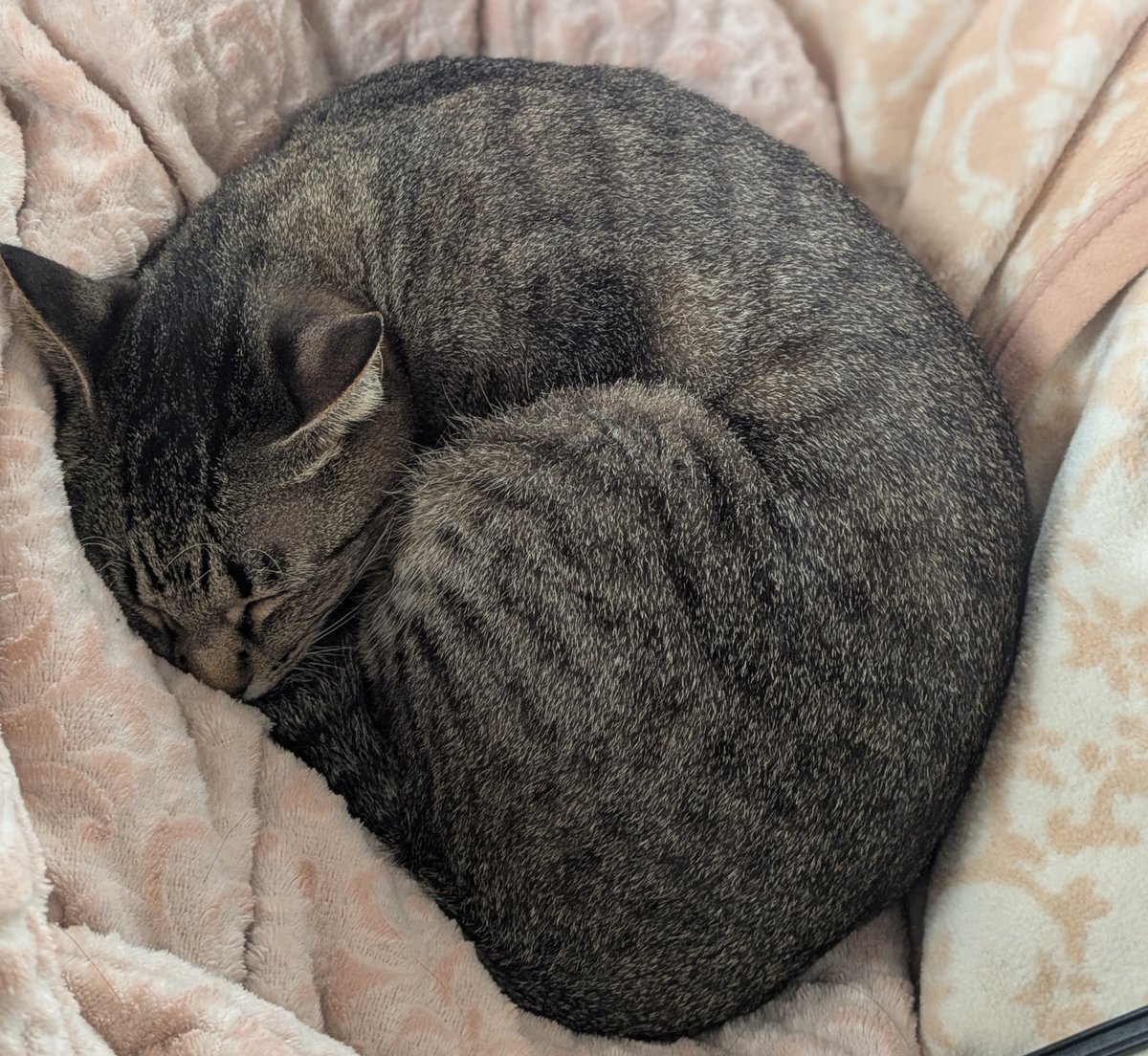 きじとら様 キジネコ様 (@Motidukineko) / Posts / X