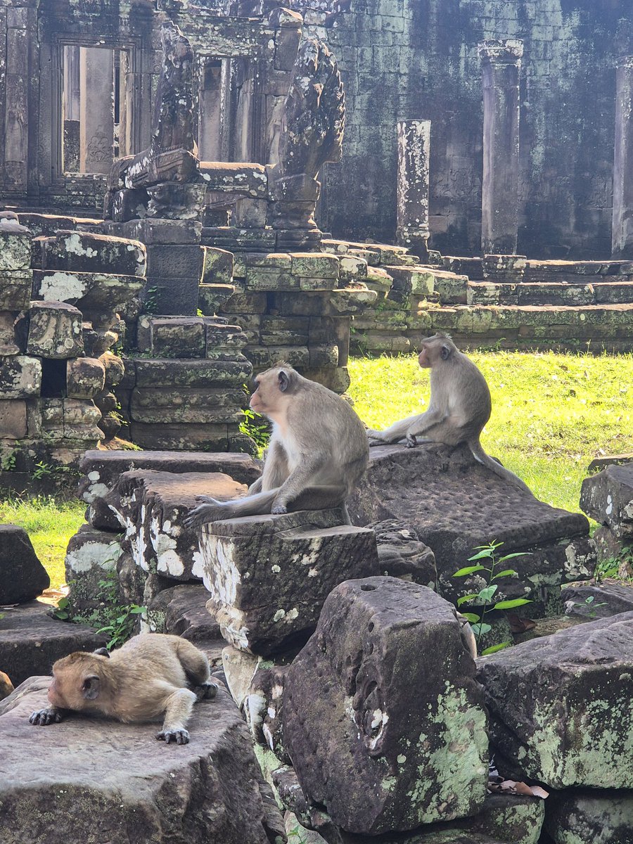 MarcelaKovov4's tweet image. Dobré ráno z Kambodže 🇰🇭
Angkor - jedno z nejvýznamnějších archeologických nalezišť v JV Asii, obsahuje nádherné pozůstatky různých hlavních měst Khmerské říše z 9. do 15. století.